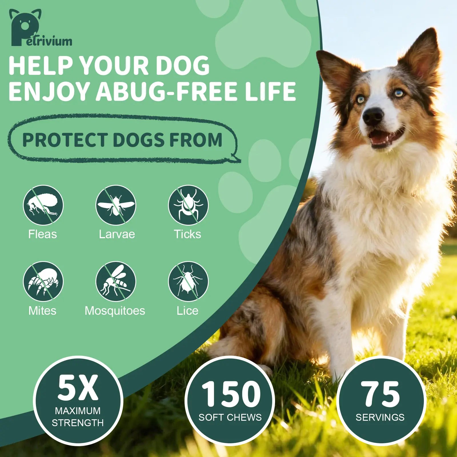 150Ct-Petrivium Dog Flea & Tick Support Soft Chews - Natural Oral Supplement - Suitable for All Breeds & Sizes-Chicken Flavor#Summervibes#Petlovers #Tiktokshopspringglowup Summervibes☀️